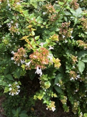 Abelia × grandiflora
