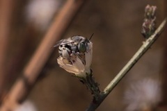 Anthophora curta