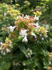 Abelia × grandiflora