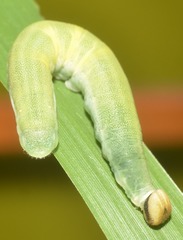 Caltoris bromus bromus