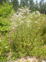 Eupatorium glaucescens