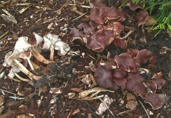Gymnopus ocior