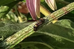 Parancistrocerus histrio
