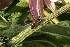 Parancistrocerus histrio