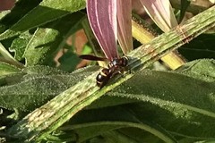 Parancistrocerus histrio