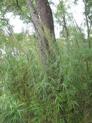 Artemisia selengensis