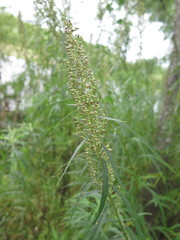 Artemisia selengensis