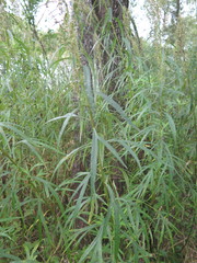 Artemisia selengensis