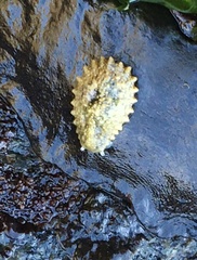 Onchidella borealis image