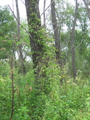 Clematis serratifolia