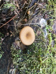 Pseudoarmillariella ectypoides