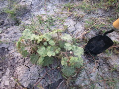 Solanum campechiense