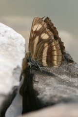 Neptis antilope