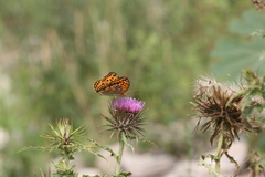 Argynnis vorax
