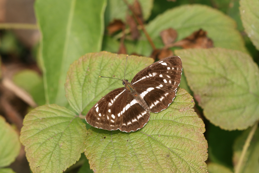 Neptis andetria