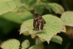Neptis andetria