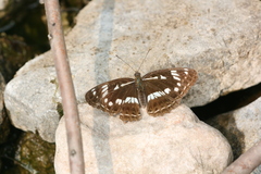 Limenitis helmanni
