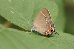 Satyrium eximia
