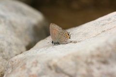 Satyrium ornata