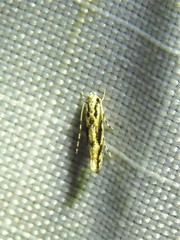 Melanocinclis lineigera