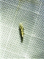 Melanocinclis lineigera