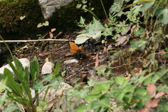 Argynnis zenobia