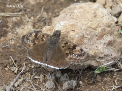 Erynnis tristis tatius