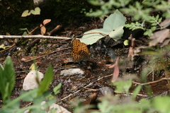 Argynnis zenobia