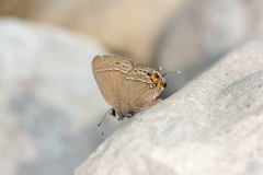 Satyrium ornata