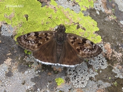 Erynnis tristis tatius
