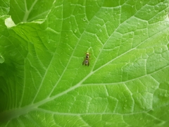 Ropalidia romandi