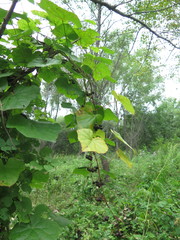 Menispermum dauricum