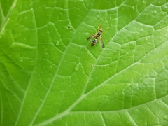 Ropalidia romandi