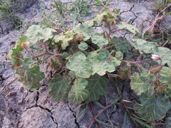 Solanum campechiense