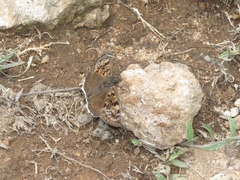 Erynnis tristis tatius