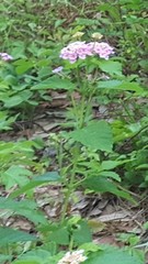 Lantana × strigocamara