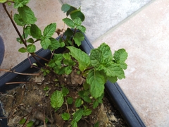 Mentha × rotundifolia