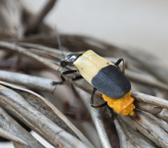 Chauliognathus tripartitus