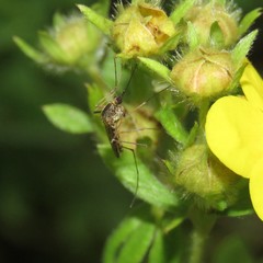 Ochlerotatus