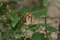 Neptis antilope