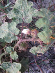 Solanum campechiense