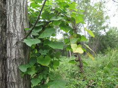 Menispermum dauricum