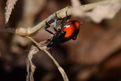Euthyrhynchus floridanus