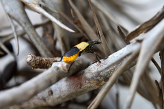 Chauliognathus tripartitus