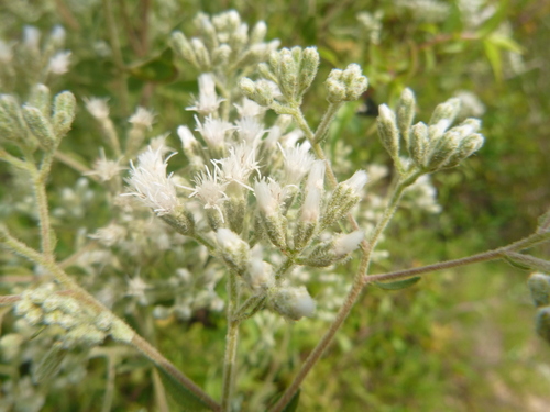 Image of Eupatorium glaucescens by no rights reserved