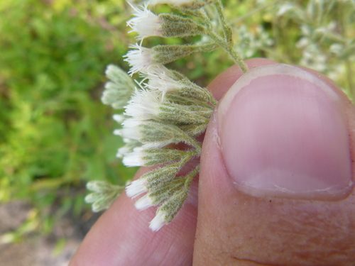 Image of Eupatorium glaucescens by no rights reserved