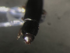 Rhizophagus remotus