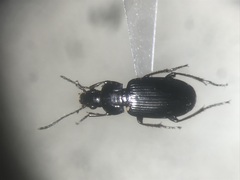 Pterostichus vernalis