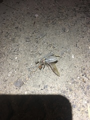 Polyphylla decemlineata