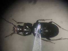 Pterostichus vernalis